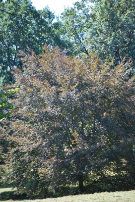 Fagus sylvatica 'Tricolor' (='Roseomarginata') - buk lesní - letní habitus (117)